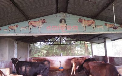 Ambodala samithi of Rayagada district (Odisha) does Seva