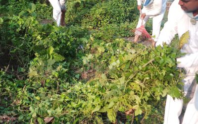 Chandanpur samithi of Puri district (Odisha) does Seva