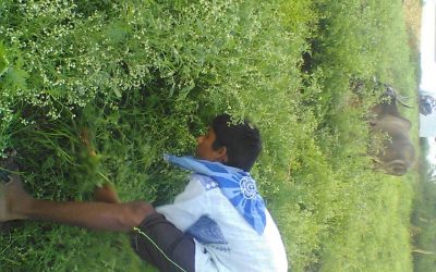 Kuppam samithi of Chittoor district (Andhra Pradesh) does Seva