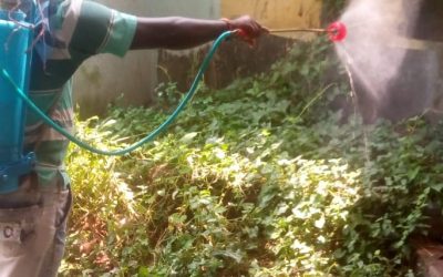 GOSWAMI MALI PARA samithi of HOOGHLY district (West Bengal) does Seva