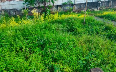 Vuda Colony – VZM samithi of Vizianagaram district (Andhra Pradesh) does Seva