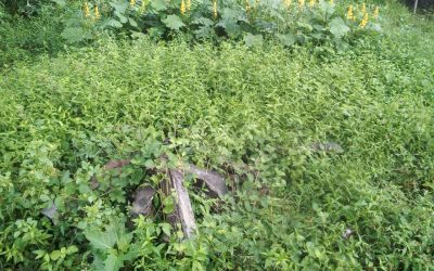 Vuda Colony – VZM samithi of Vizianagaram district (Andhra Pradesh) does Seva